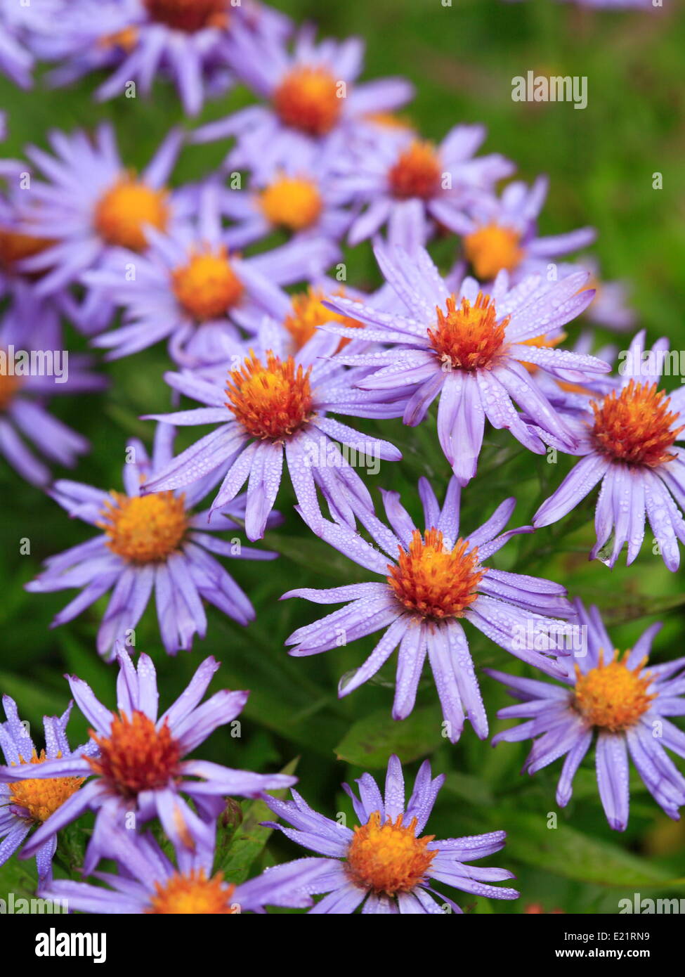 Pulsante di riso Aster 'prof. Anton Kippenberg' Foto Stock