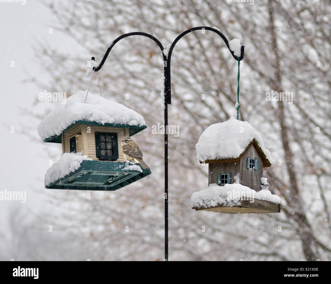 Gli alimentatori di uccelli nel parco invernale Foto Stock