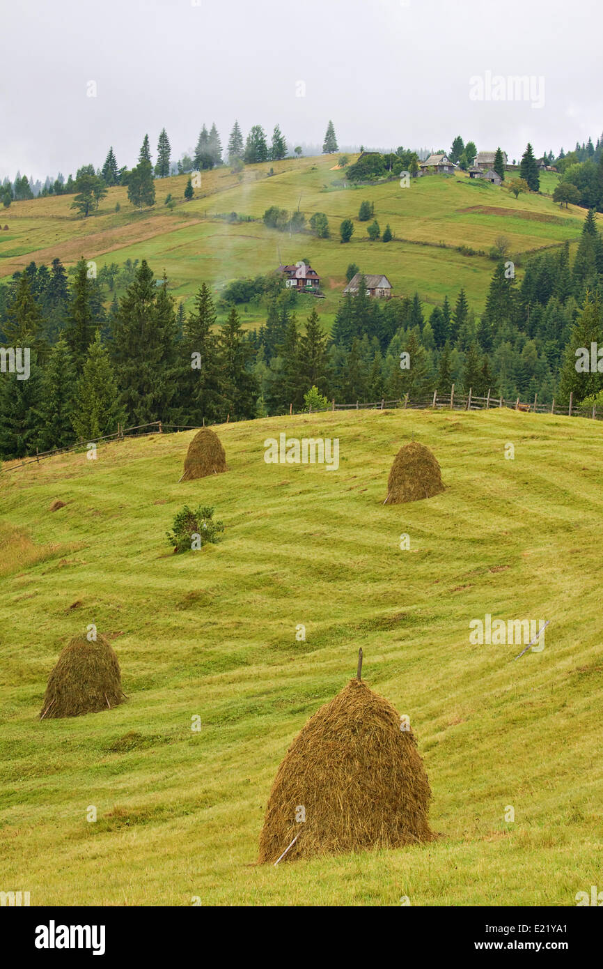 Covoni di grano raccolto Foto Stock