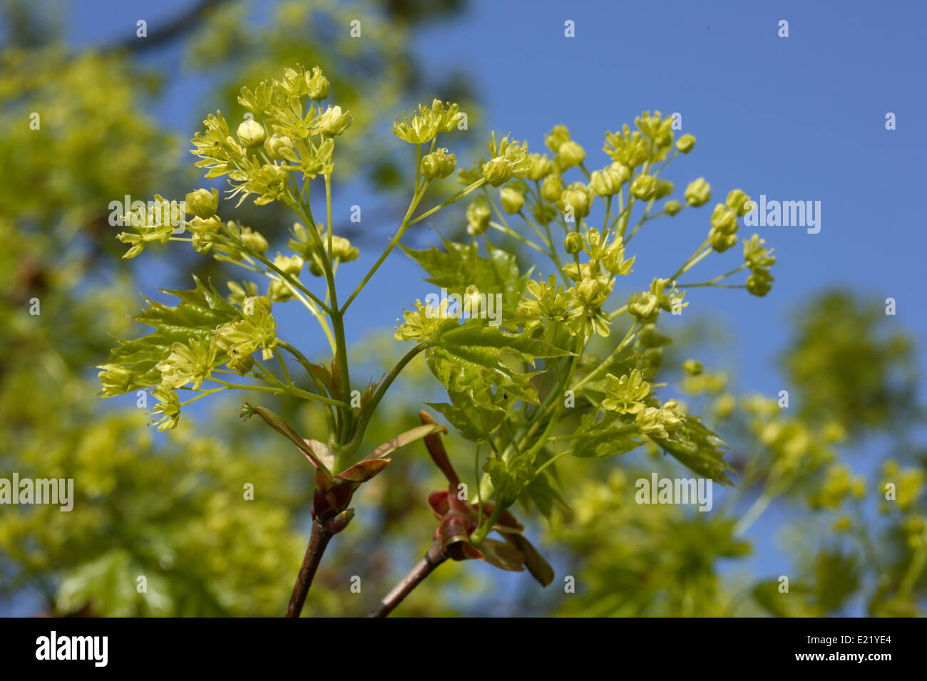 Norvegia acero - Acer platanoides Foto Stock