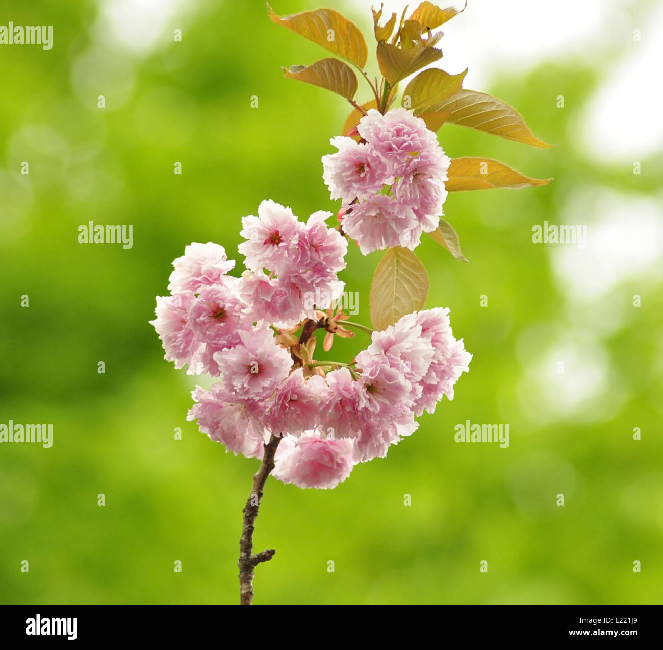 Il mandorlo fiori di colore rosa Foto stock - Alamy