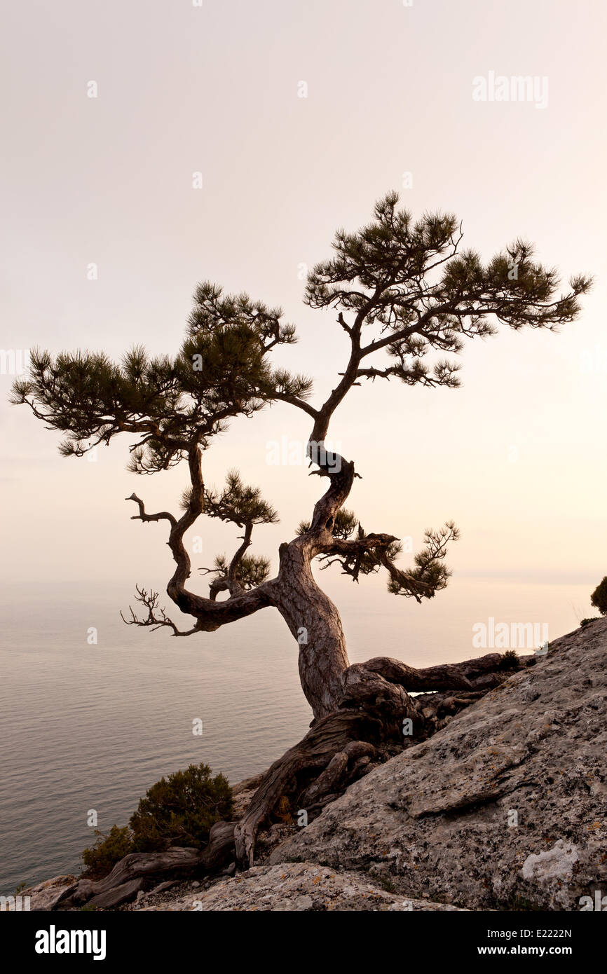 Lonely ginestra al tramonto Foto Stock