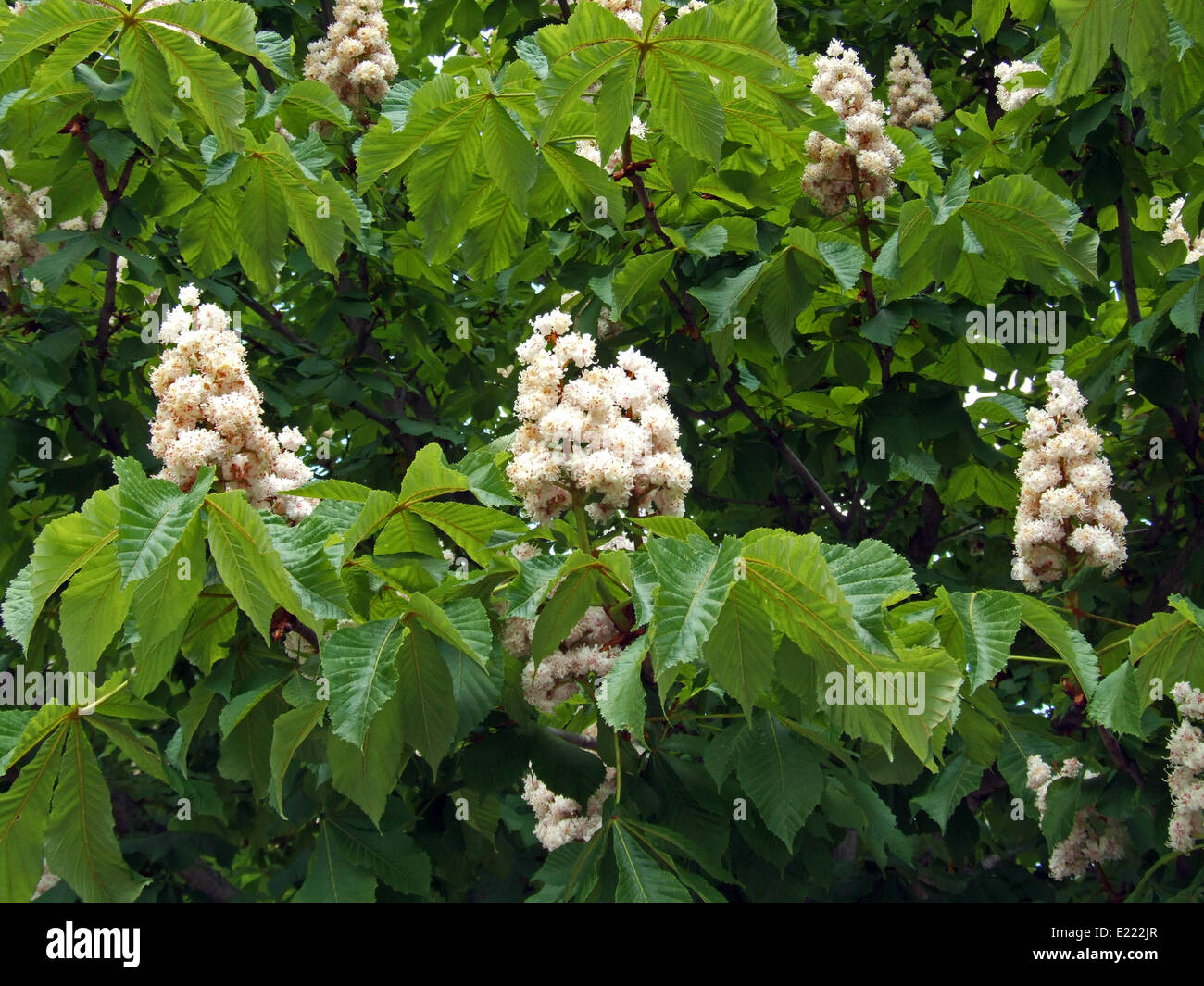 White Chestnut ( Aesculus hippocastanum) Foto Stock