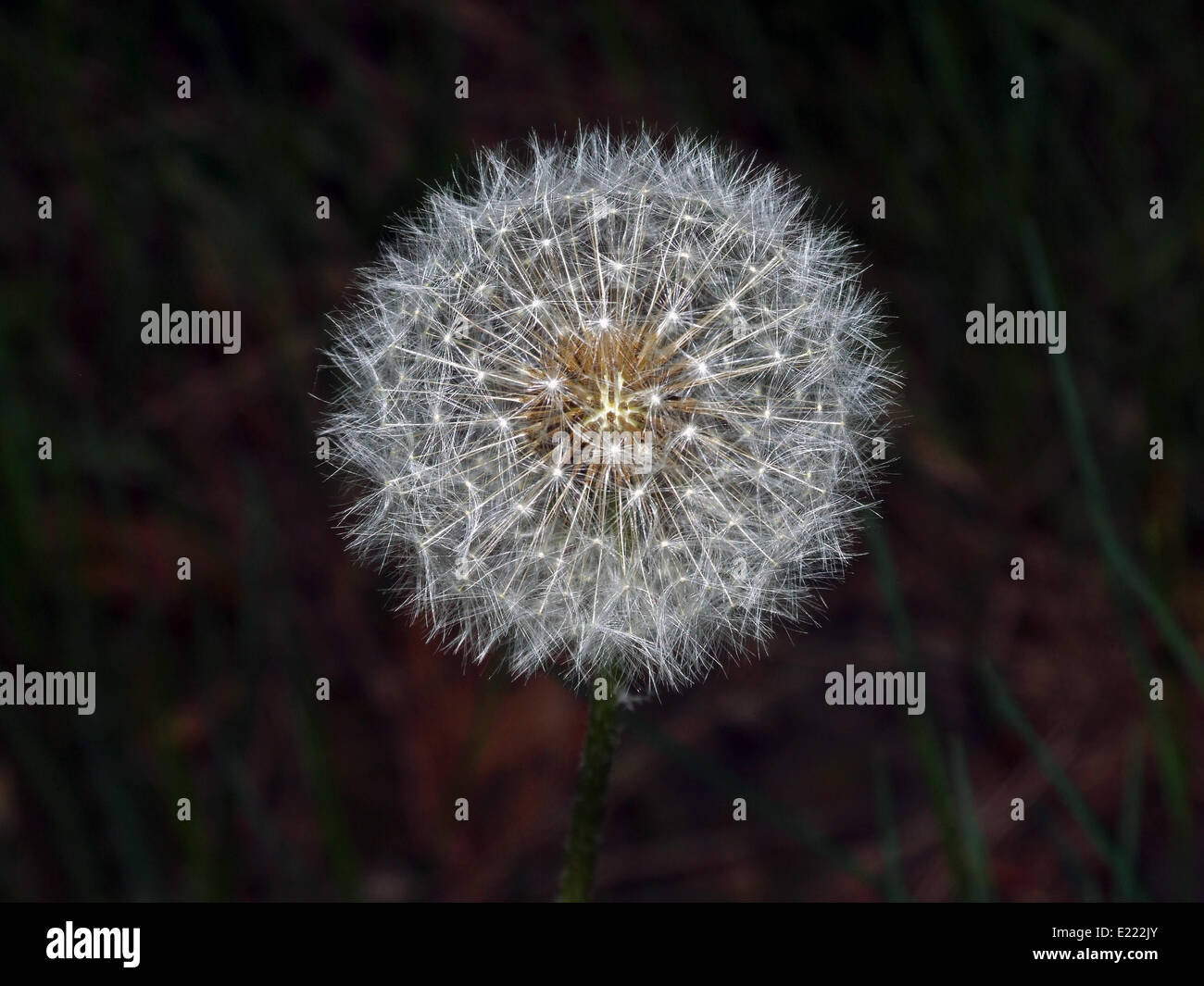 Un blowball (Taraxacum sez. Ruderalia) Foto Stock