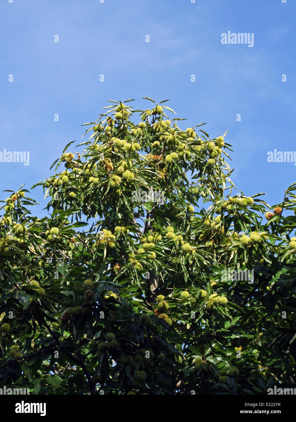 Dolce castagno (Castanea sativa) Foto Stock