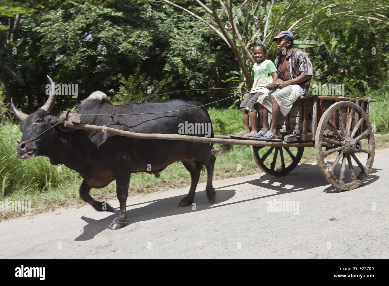 Zebù carrello, zebù veicolo, Madagascar, Africa Foto Stock