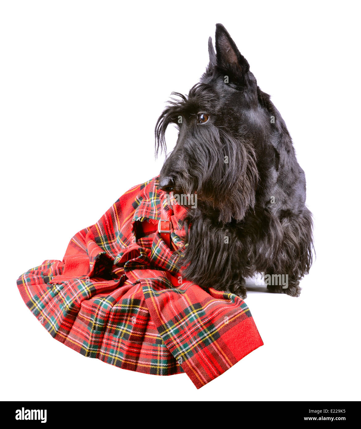 Scotch terrier in tartan rosso Foto Stock