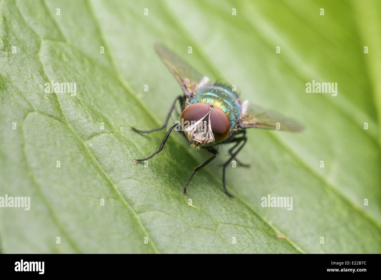 Comune di volare su una foglia Macro Foto Stock