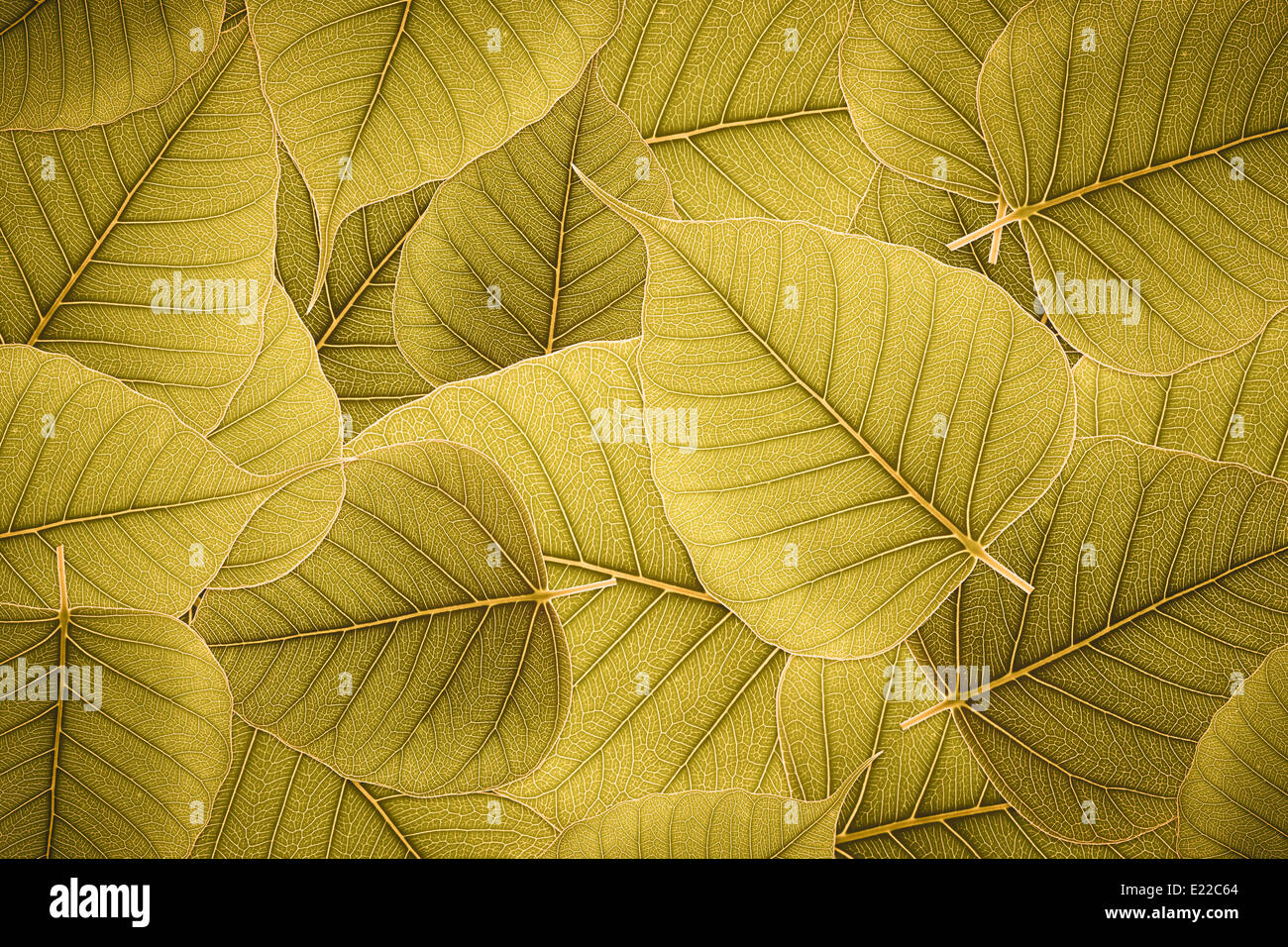 foglie Foto Stock
