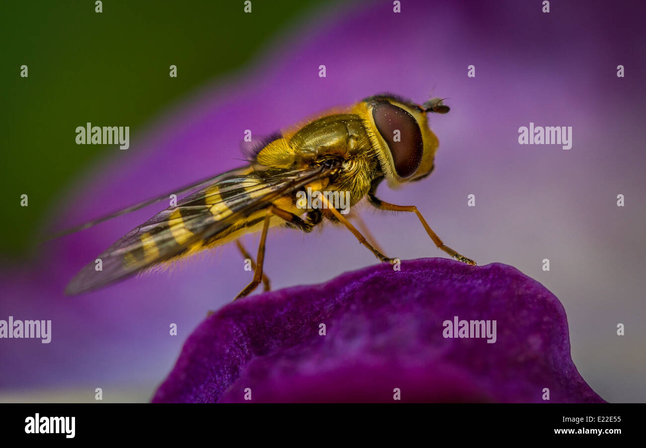 La fauna selvatica - profilo laterale di un hoverfly o drone fly seduto su un fiore di clemetis, REGNO UNITO Foto Stock