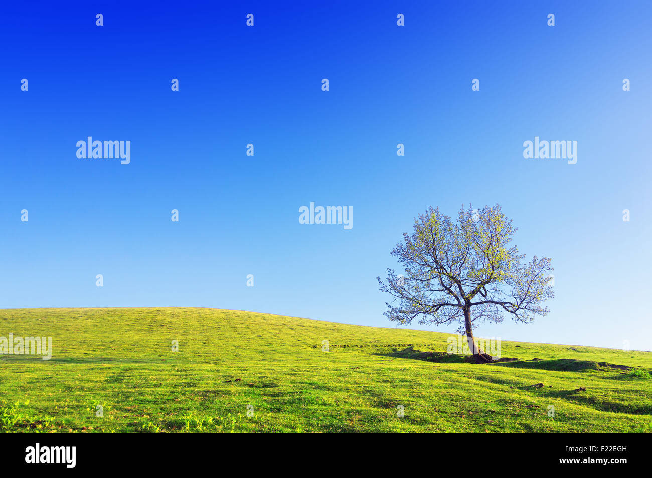 Albero solitario sul prato contro il cielo blu sulla giornata di sole Foto Stock