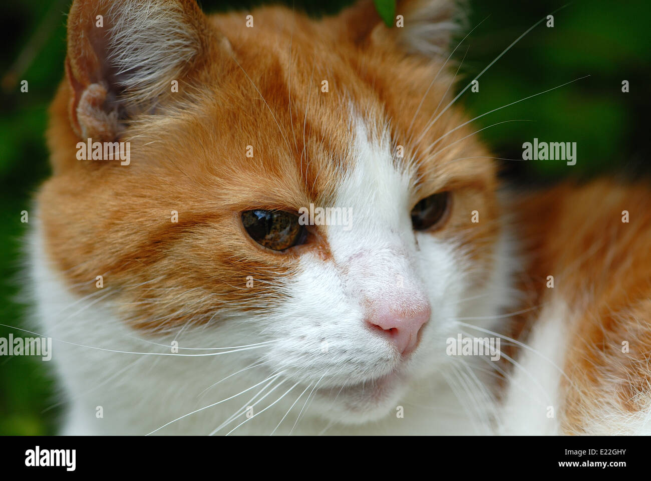 Lo zenzero cat close up Foto Stock