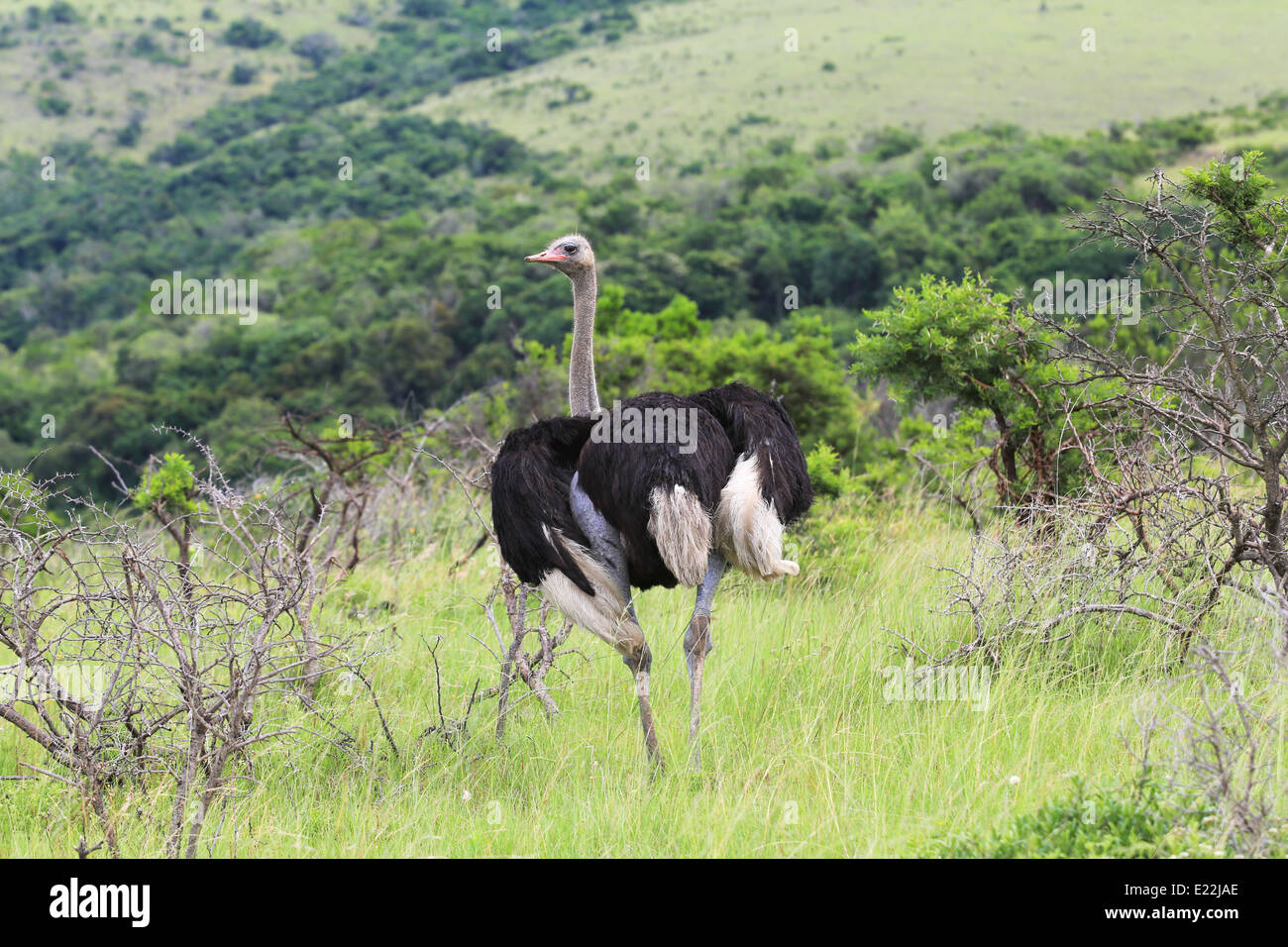 Struzzo in piedi su un campo erboso a Mpongo Private Game Reserve, 25 km a nord-ovest di Londra Est, Sud Africa. Foto Stock