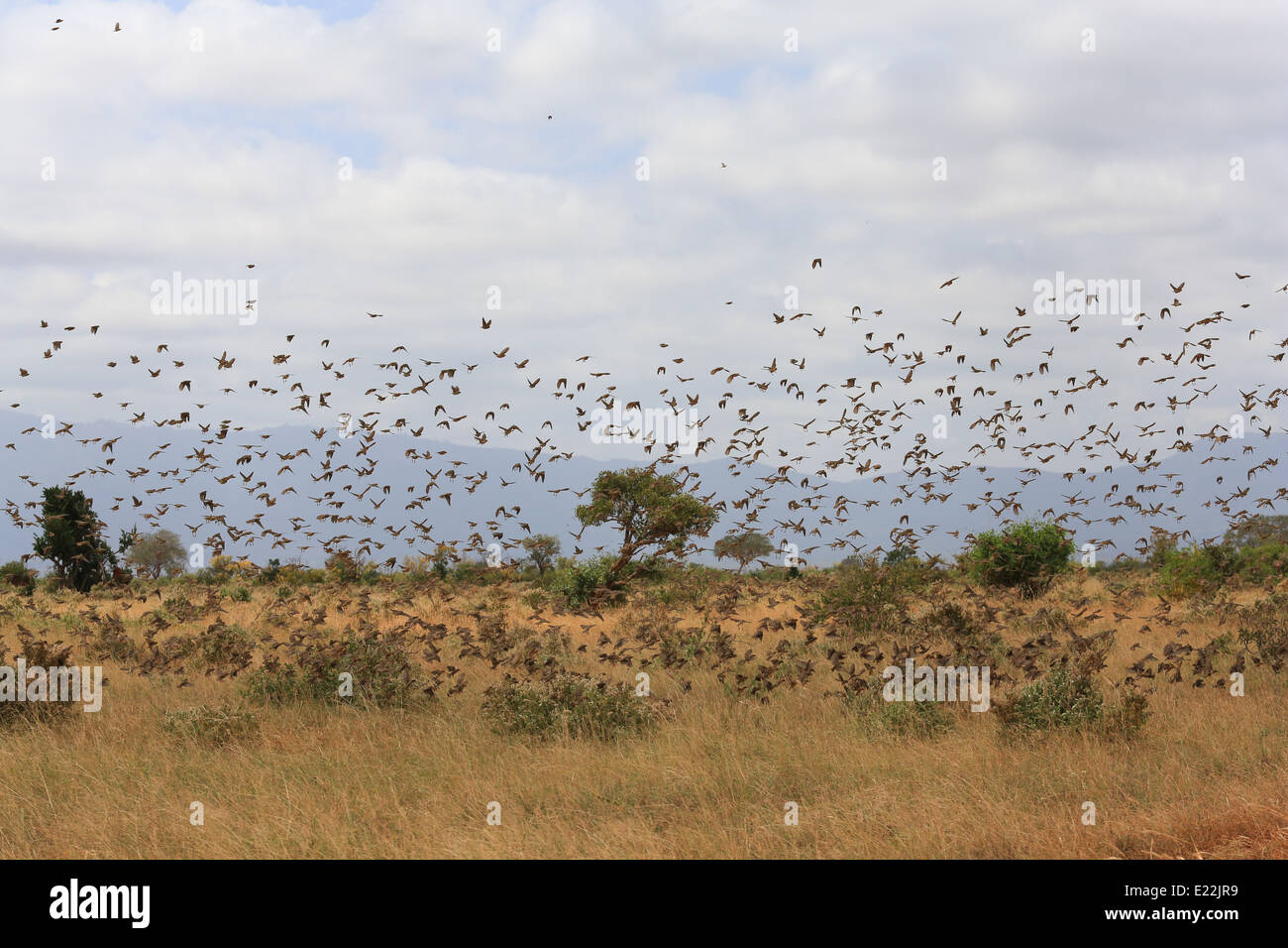 Grande gregge di uccelli (specie sconosciute) togliere il parco nazionale orientale di Tsavo, 111 km a nord-ovest di Mombasa, in Kenya, Africa. Foto Stock