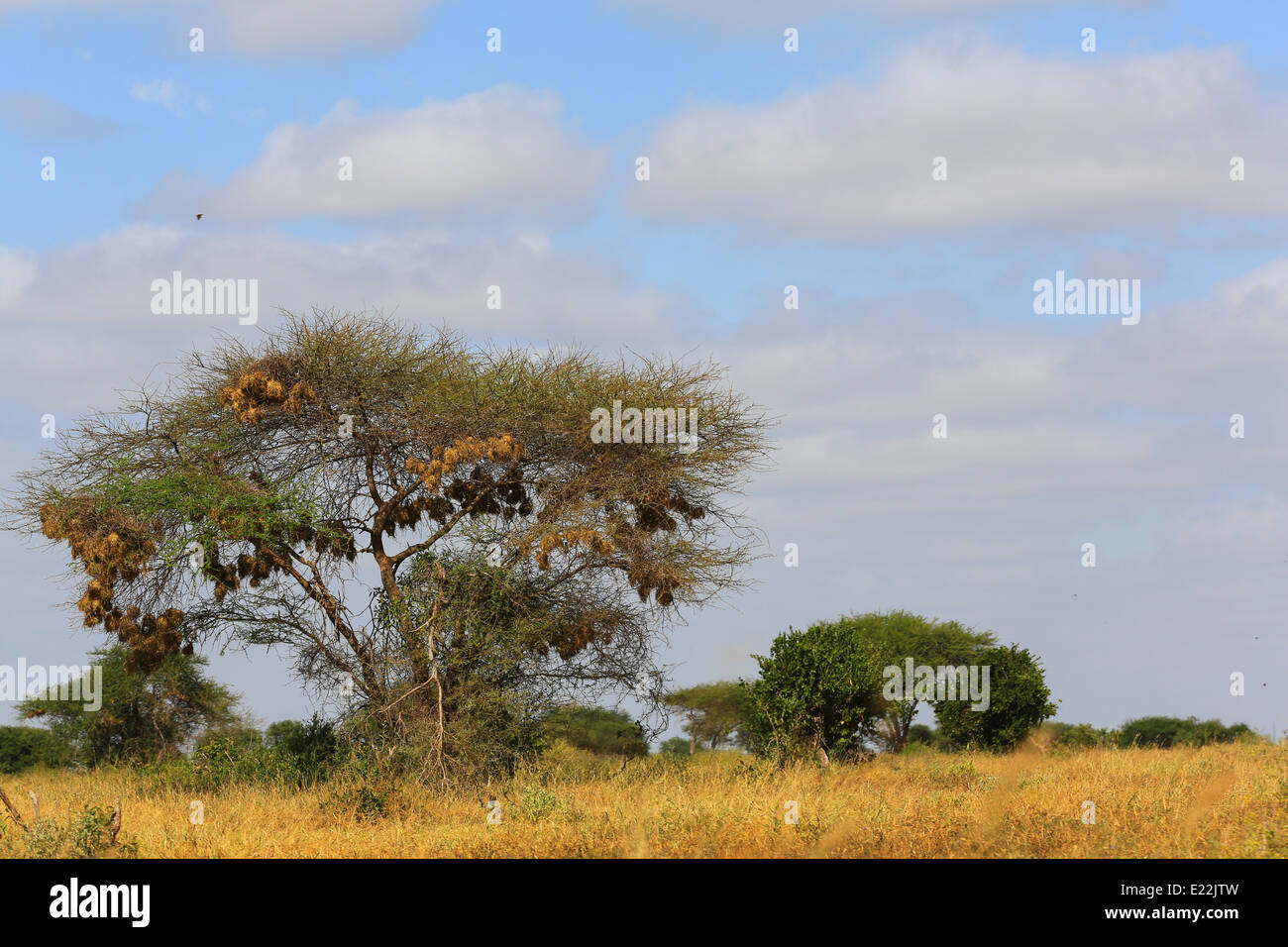 Albero con appesi nidi di uccelli sul parco nazionale orientale di Tsavo, a nord-ovest di Mombasa, in Kenya, Africa. Foto Stock