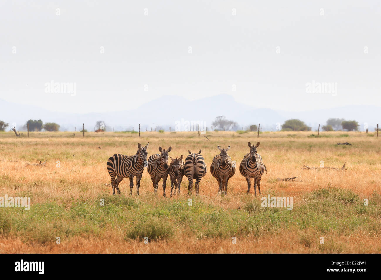 Sei zebre in piedi insieme mentre cercando in entrambe le direzioni al Parco Nazionale Tsavo Est, a nord-ovest di Mombasa, in Kenya, Africa. Foto Stock