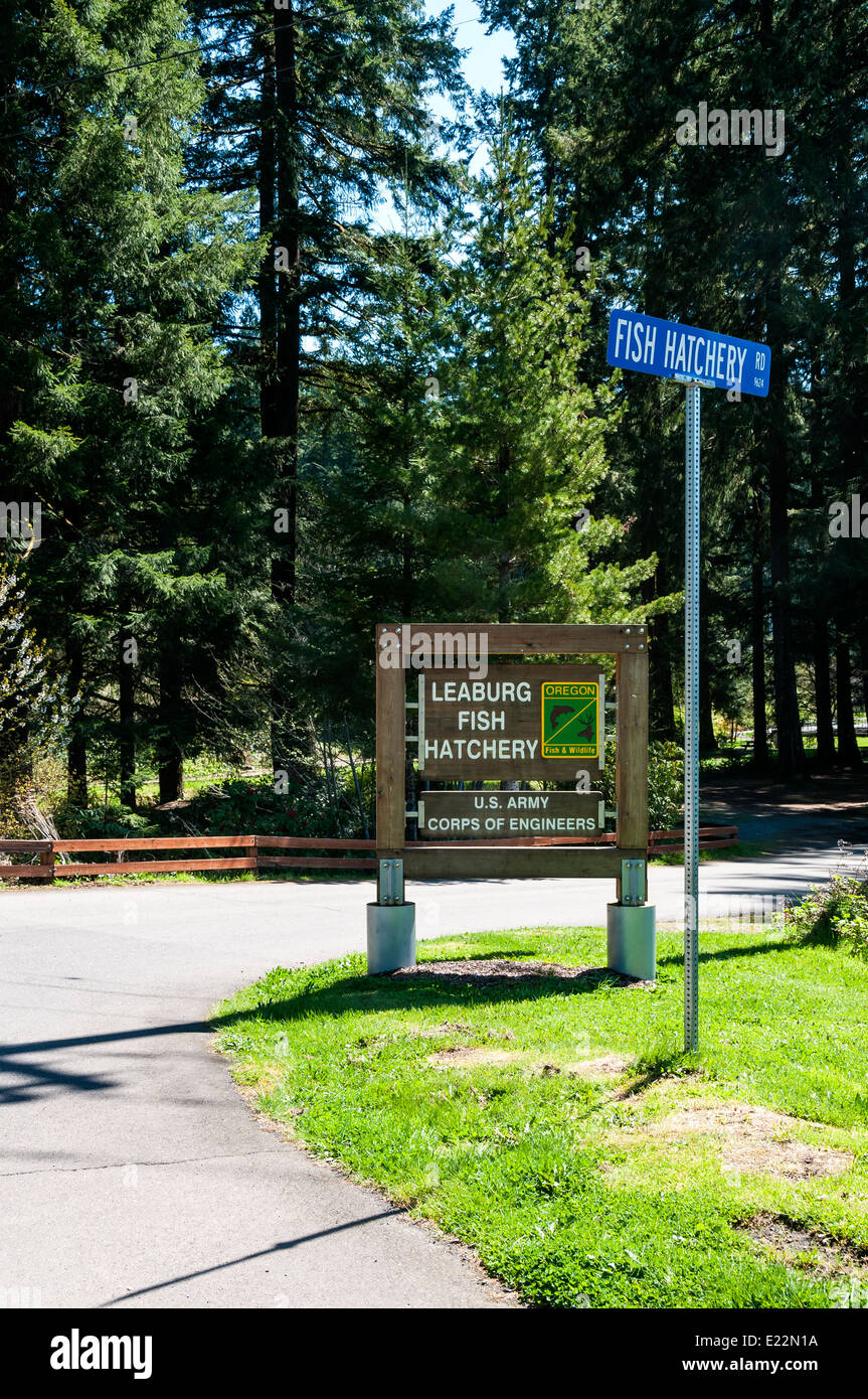 Segno per Leaburg, Oregon Fish Hatchery e U.S. Esercito di ingegneri il Vivaio Ittico Road. Foto Stock