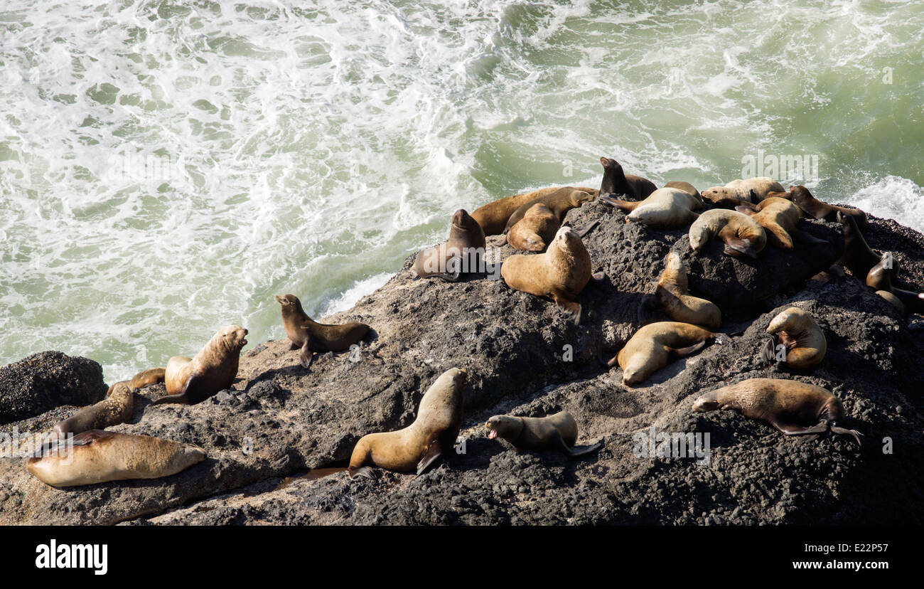 I leoni di mare sulla costa dell'Oceano Pacifico, vicino alla testa Heceta, Oregon. Foto Stock