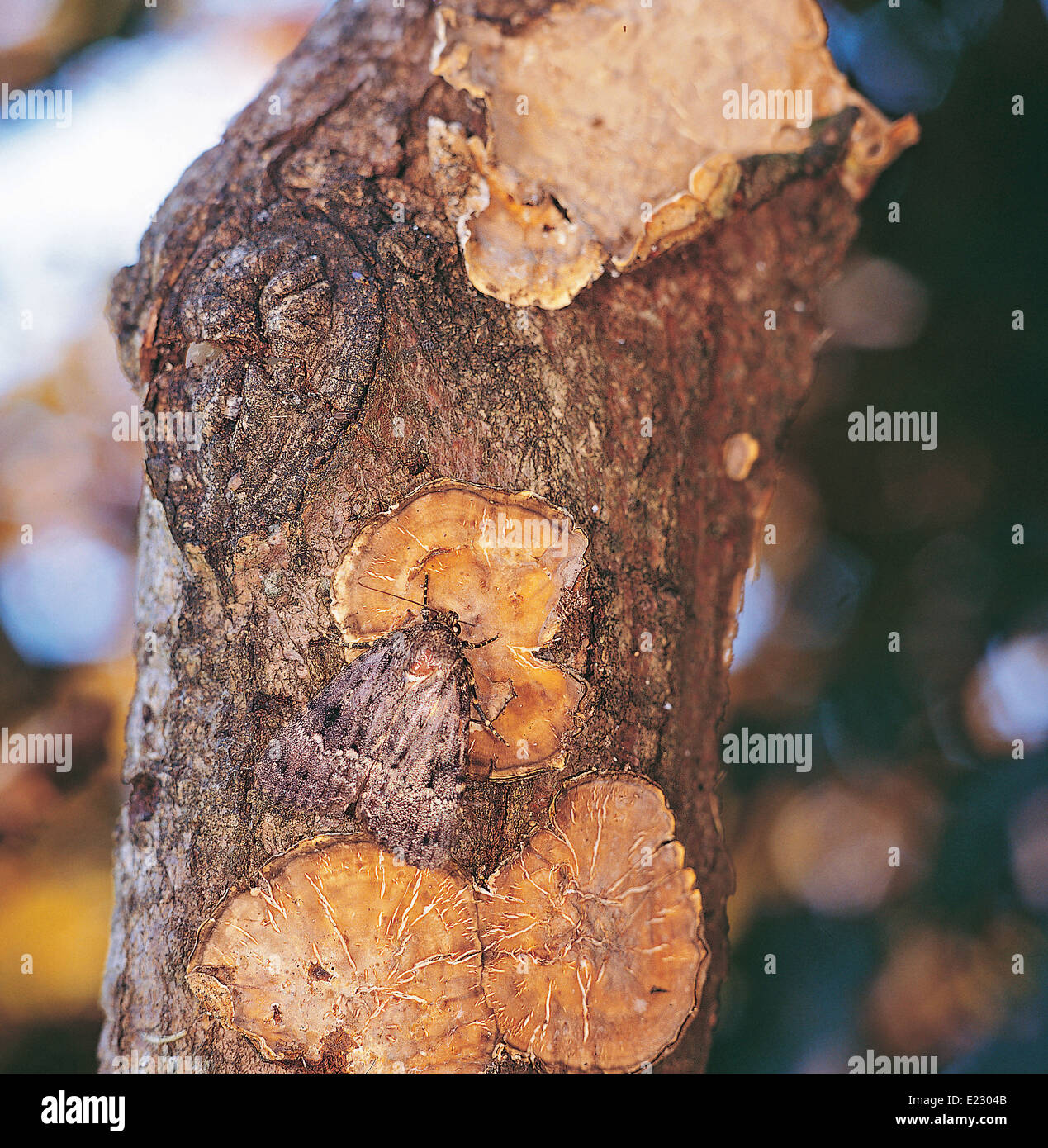 Svensson in rame della falena underwing (Amphipyra berbera) Foto Stock