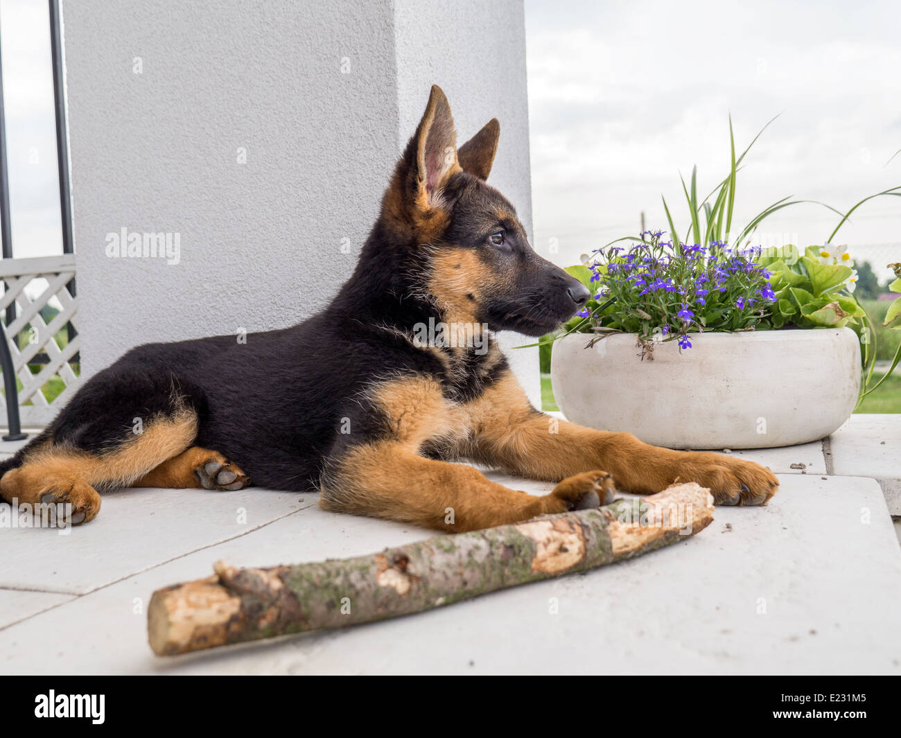 Pastore Tedesco cucciolo fuori di carica sulla veranda della casa Foto Stock