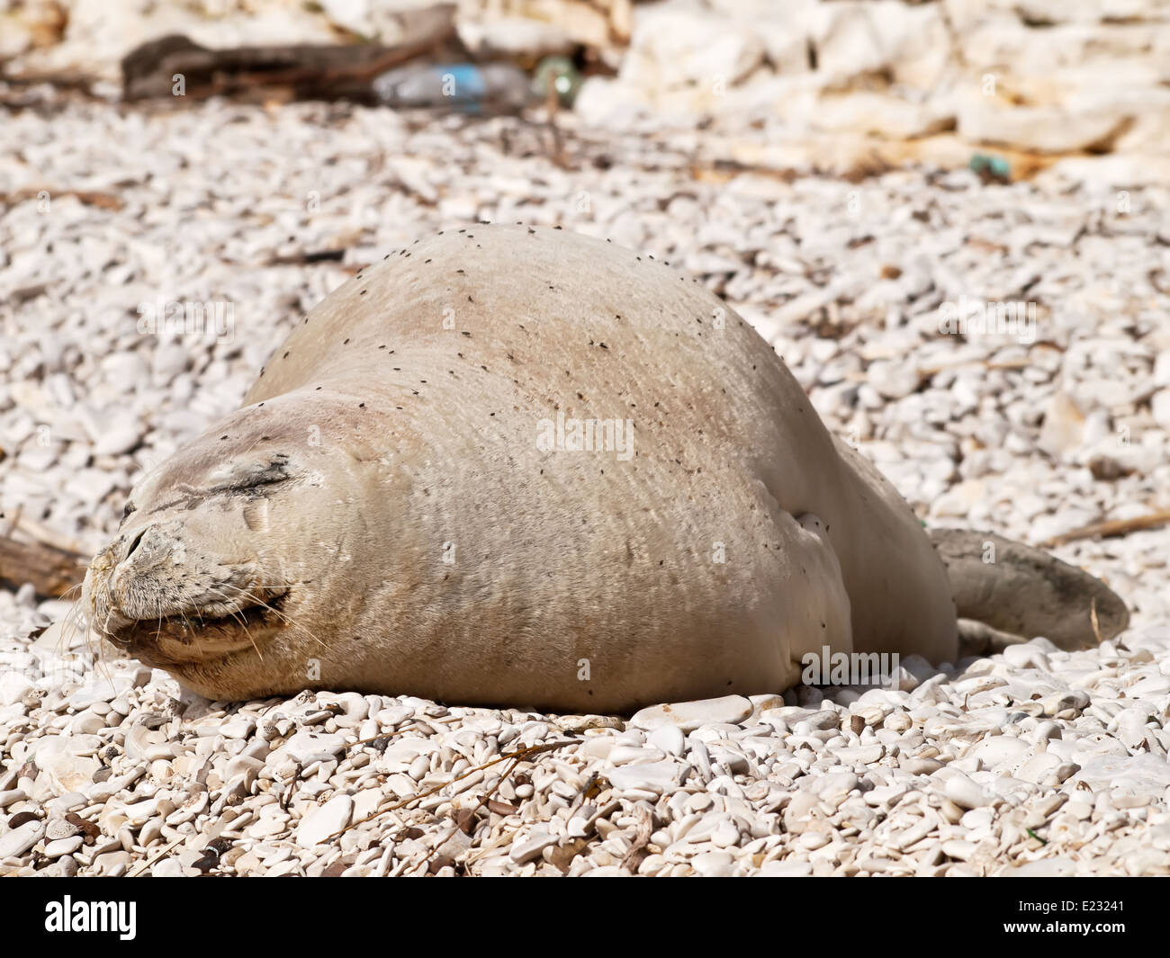Mediterraneo foca monaca rilassarvi sulla spiaggia di ciottoli Foto Stock