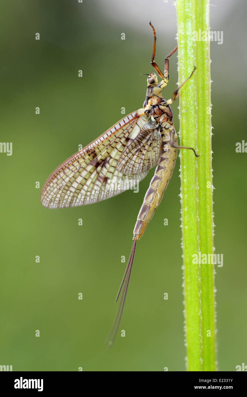 Green Drake Mayfly Ephemera danica Foto Stock