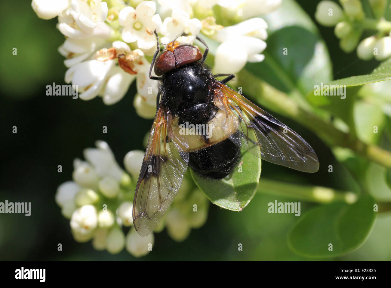 Grande Pied-hoverfly Volucella pellucens Foto Stock