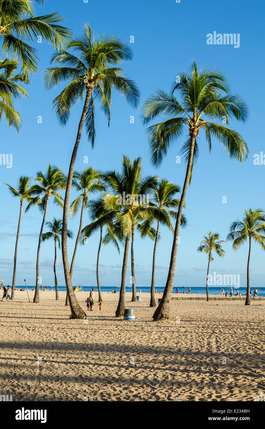 Palme sulla spiaggia di Waikiki di Oahu, Hawaii Foto Stock