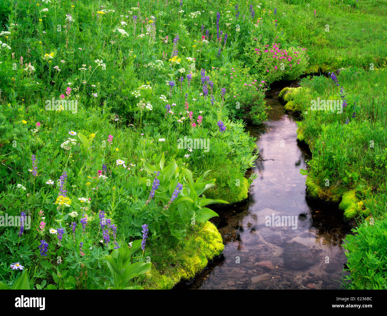 Piccolo ruscello e fiori selvatici. Bird Creek prati. Mt. Adams Wildernesss, Washington Foto Stock