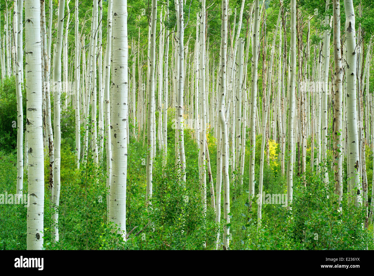Tall dritto aspen tree con un piccolo albero in autunno a colori. Nei pressi di Aspen Colorado Foto Stock
