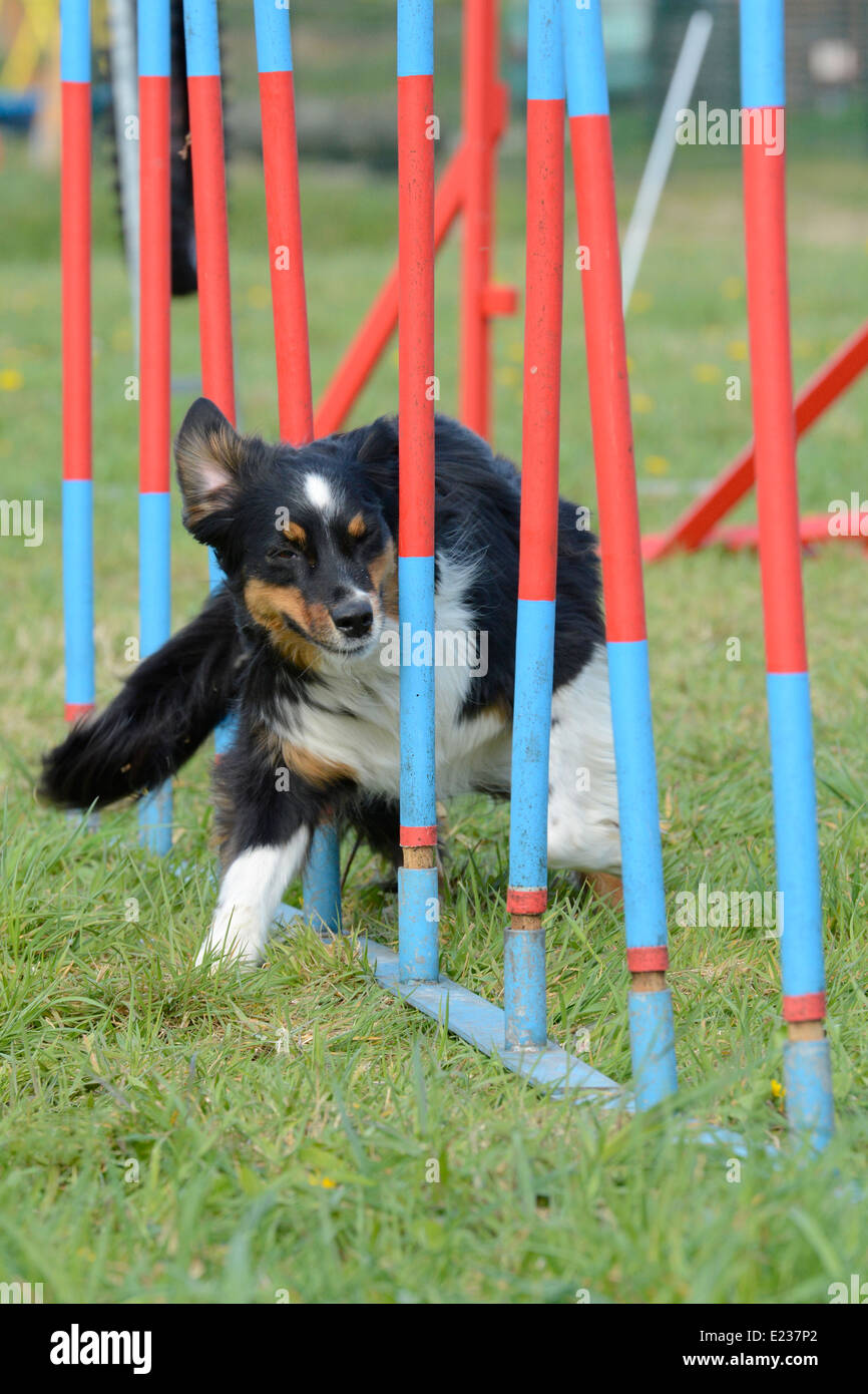Dog Agility - Pastore australiano si muove intorno ai poli di gronda Foto Stock