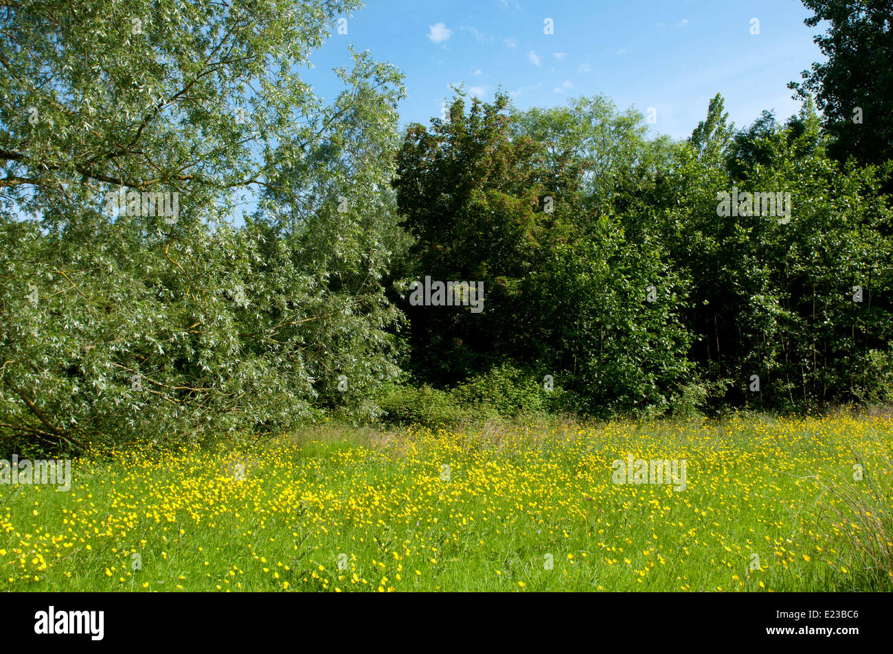 Prato con renoncules, campi Ufton Riserva Naturale, Warwickshire, Regno Unito Foto Stock