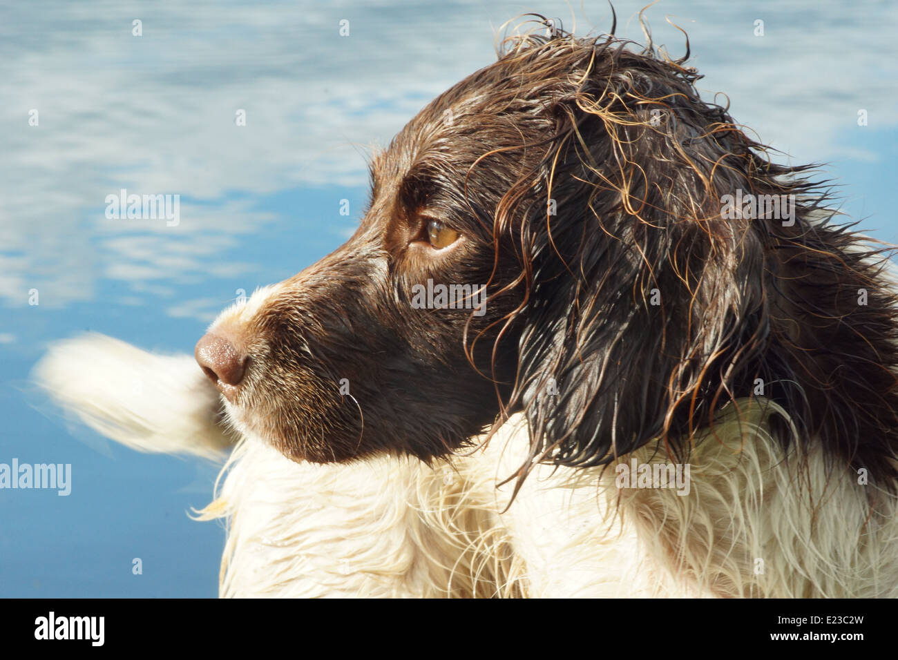 Profilo di colpo di testa di un umido Springer Spaniel in piedi da acqua Foto Stock