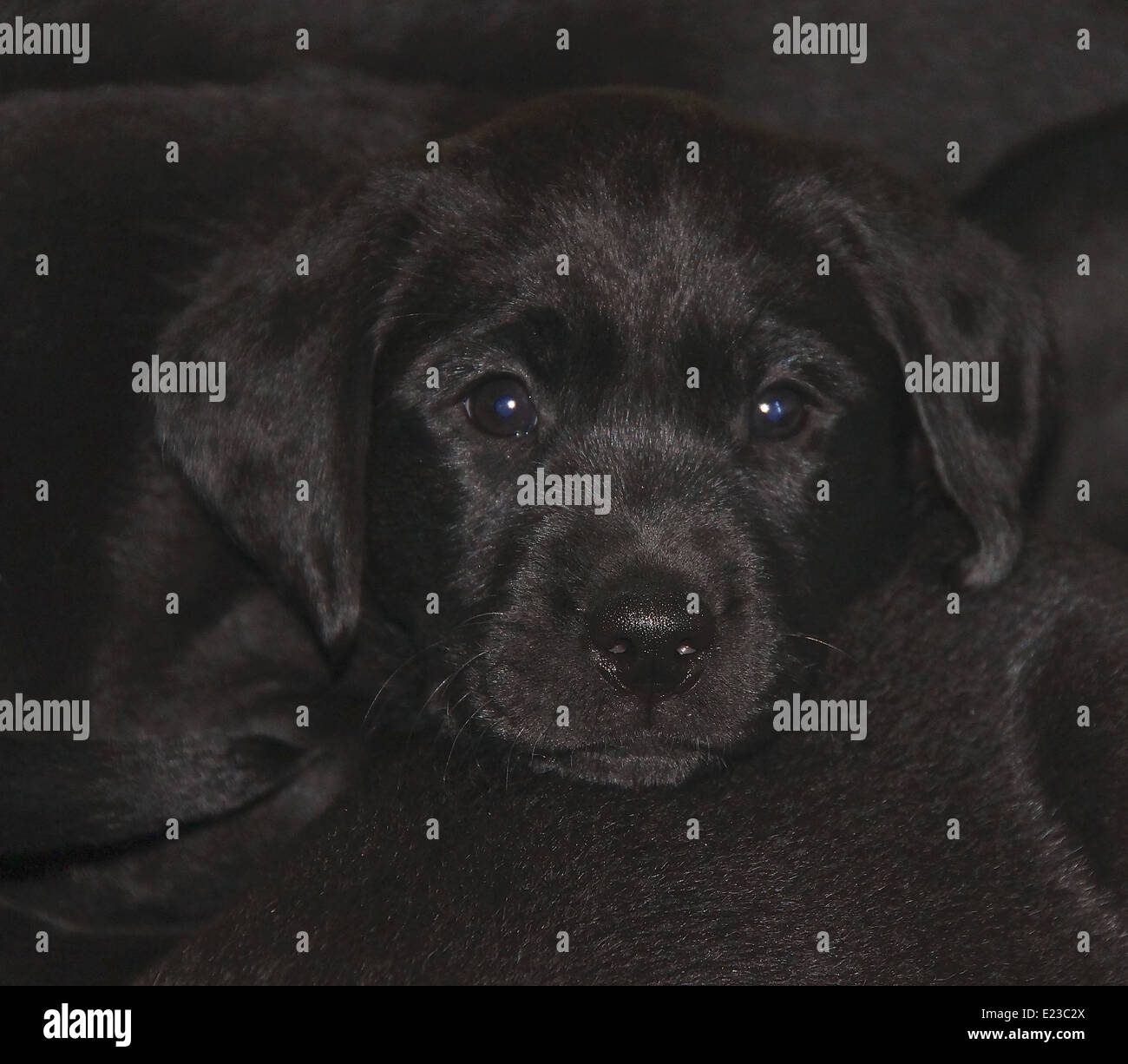 Colpo alla testa di un Nero Labrador cucciolo coccolati con i suoi fratelli germani Foto Stock