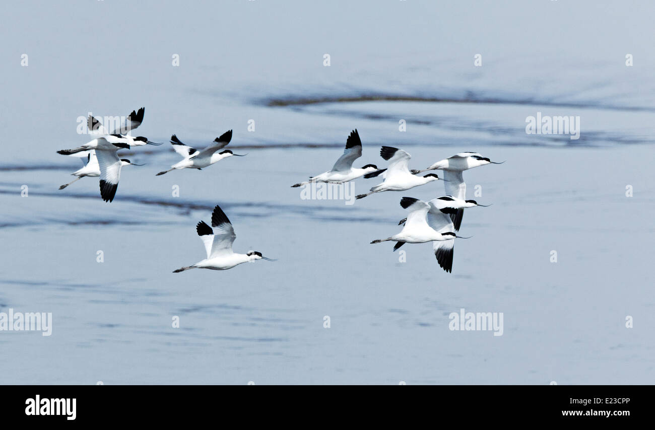 Grande gregge di avocette Recurvirostra avosetta sorvolano Humber Estuary. Francese: Avocette élégante tedesco: Säbelschnäbler spagnolo: Avoceta común Foto Stock