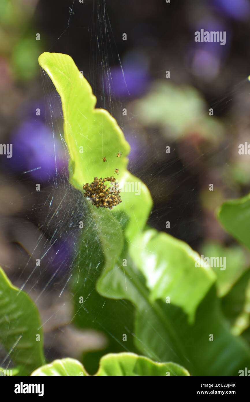 Araneidae spider neonati numero 3481 Foto Stock