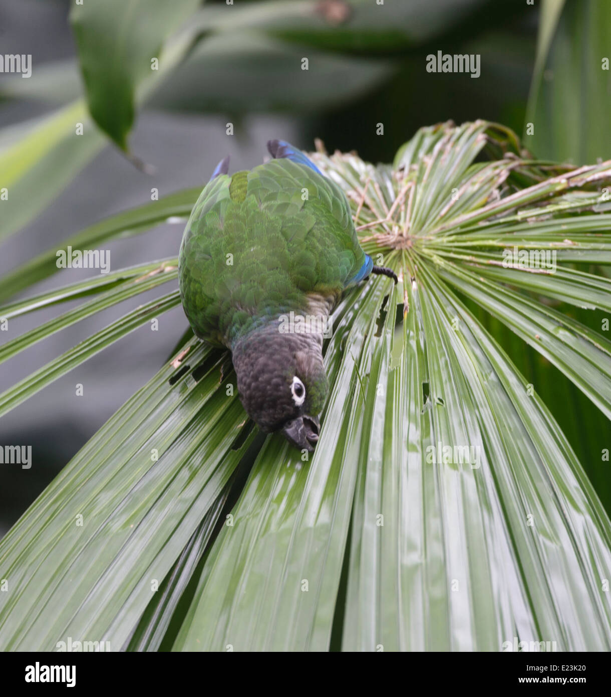 Verde-cheeked (Conure Pyrrhura molinae) Foto Stock