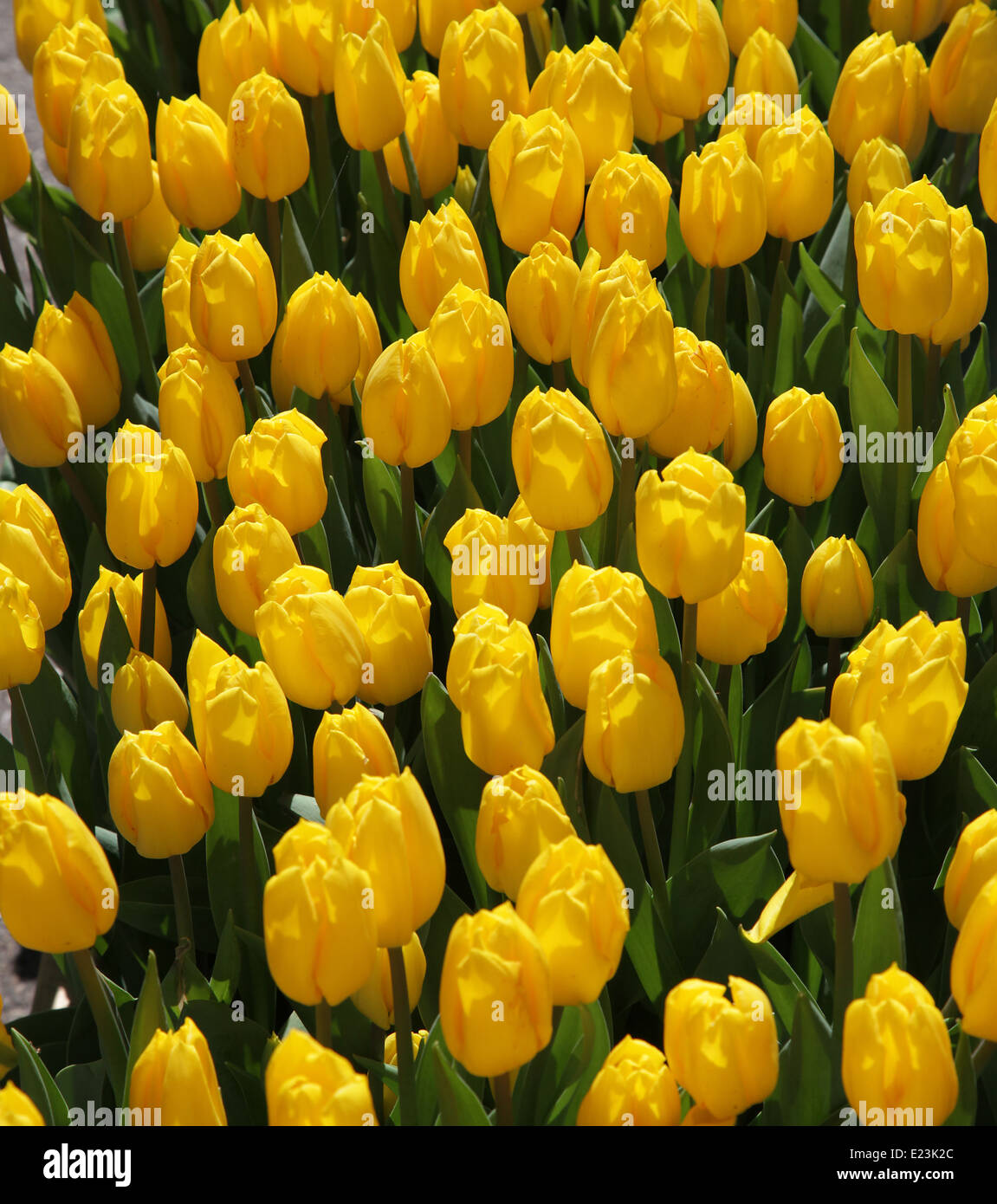 Tulipani gialli contro un cielo blu.Keukenhof Paesi Bassi Foto Stock