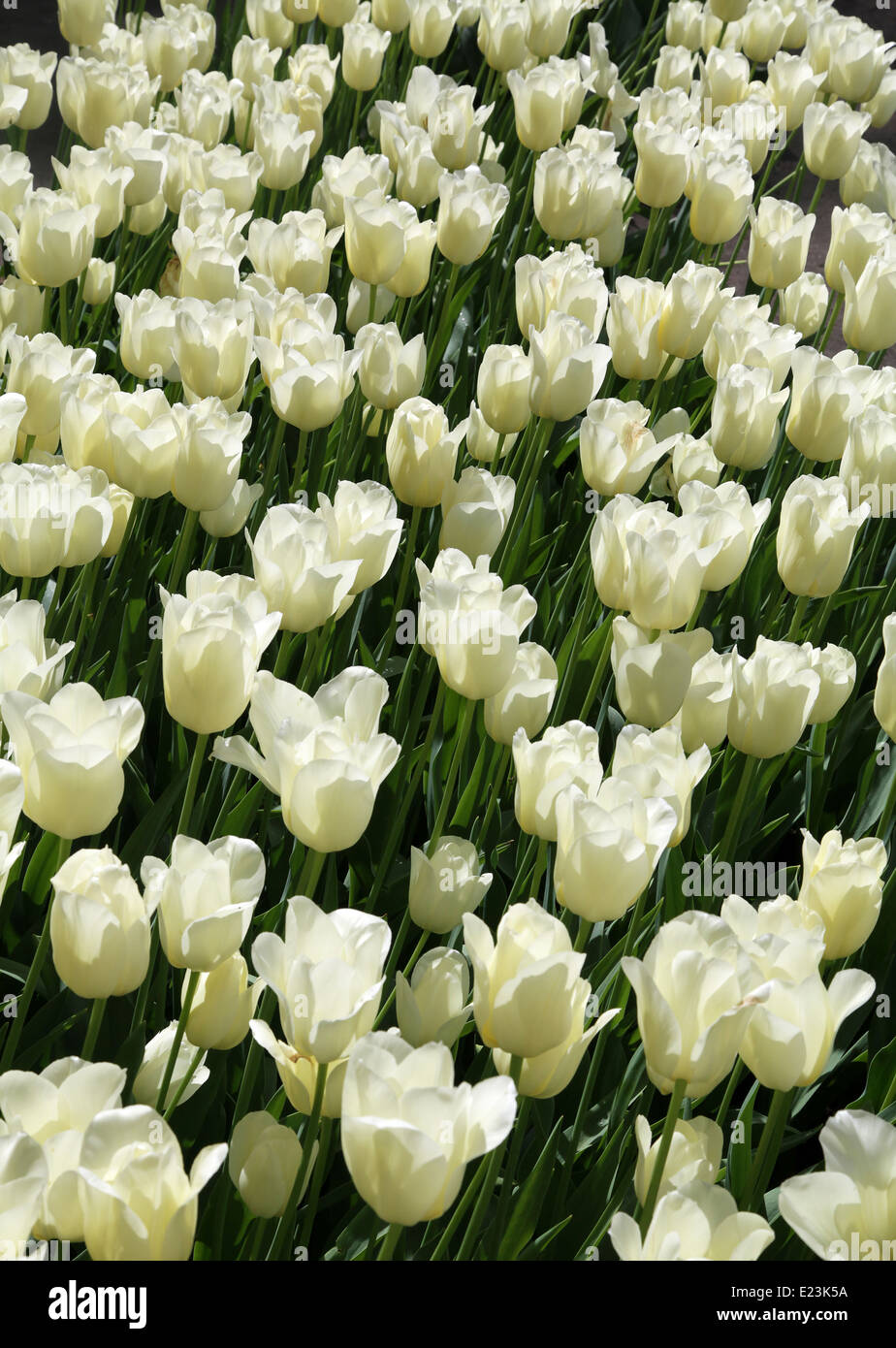 I tulipani.Bianco tulipani.keukenhof olanda.Holland Foto Stock