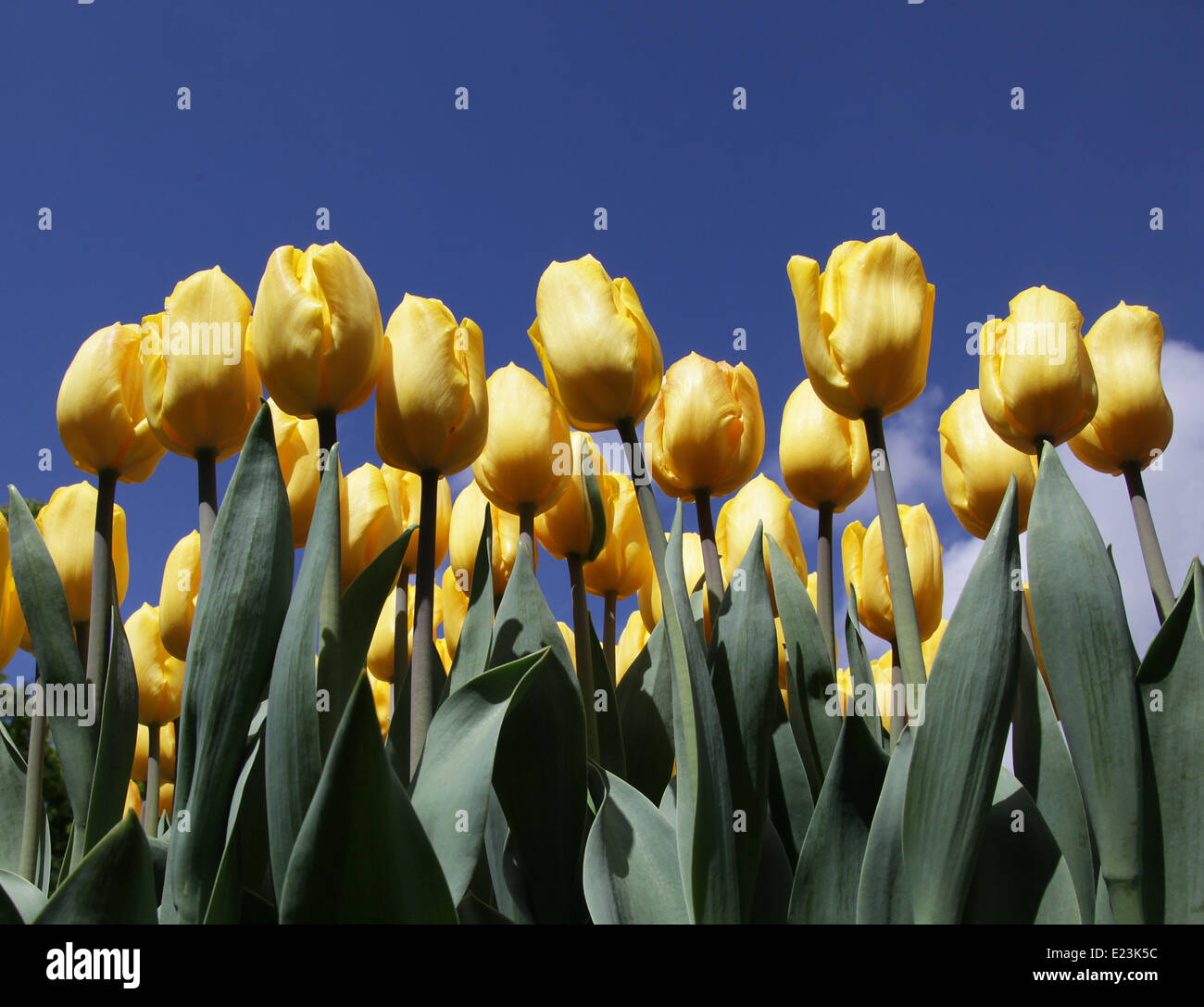 Tulipani gialli contro un cielo blu.Keukenhof Paesi Bassi Foto Stock