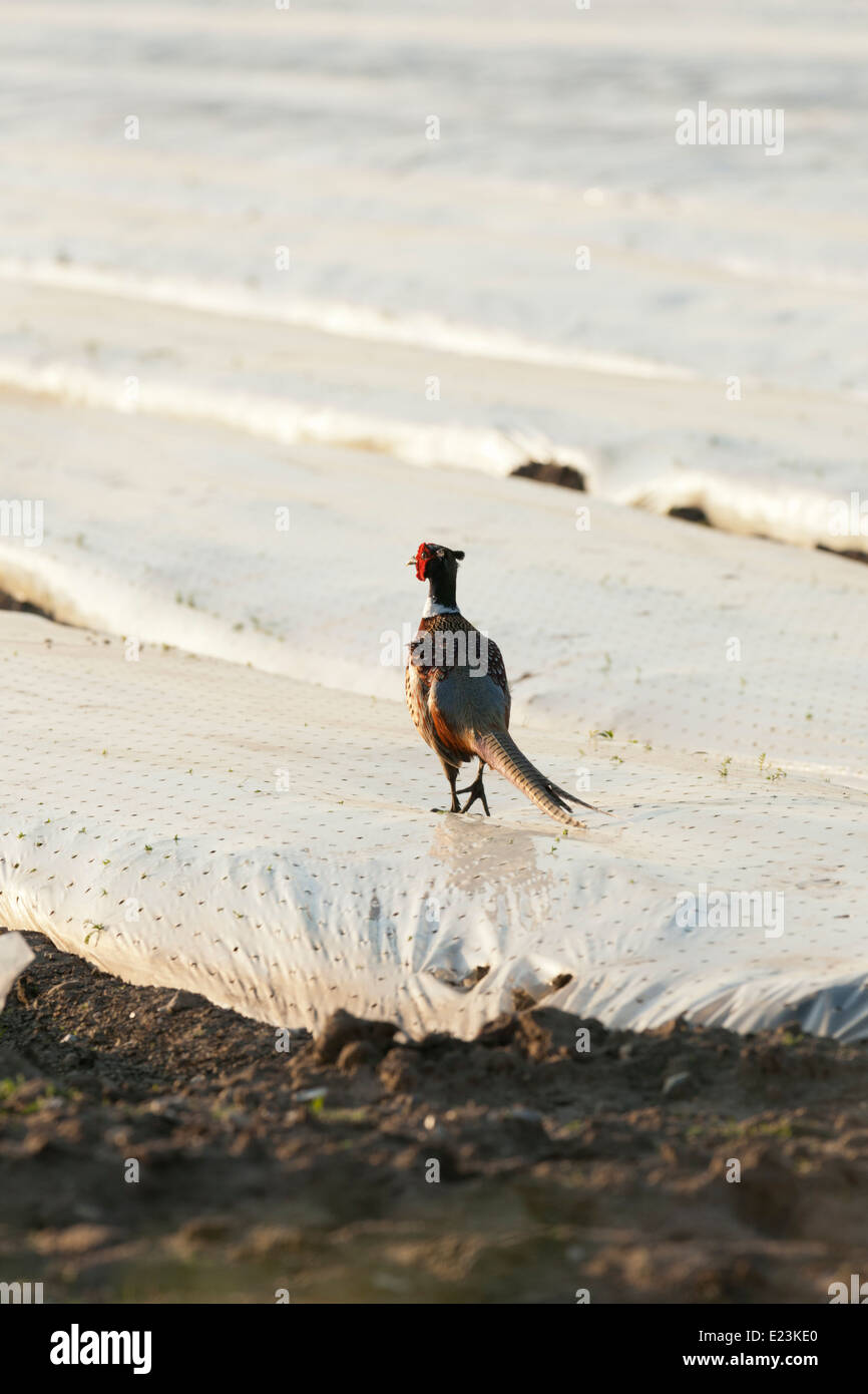 Pheaseant camminando sul campo di plastica di protezione del raccolto Foto Stock