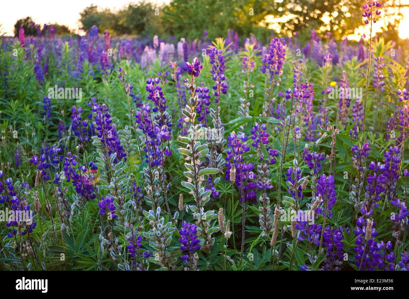 Splendido campo di lupini viola con un bagliore dorato al tramonto. Visto vicino alla spiaggia in Steveson, British Columbia, Canada Foto Stock