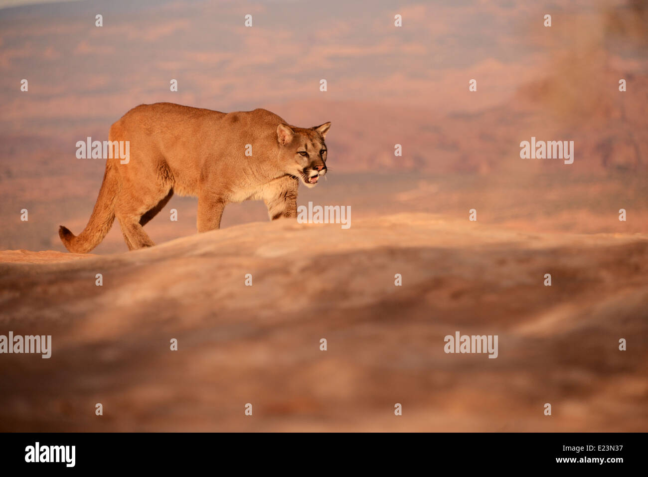 Mountain Lion stalking Foto Stock