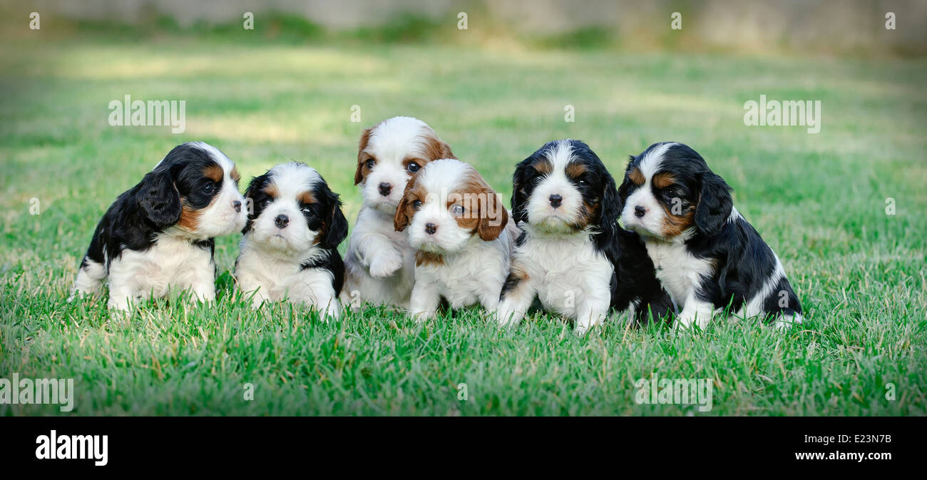 cuccioli di cavalier king charles spaniel