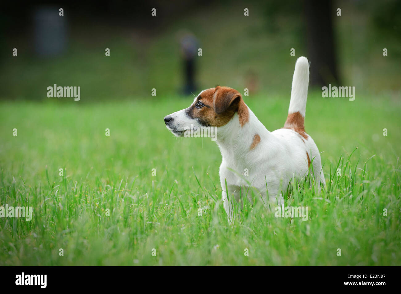 Jack Russell Terrier Foto Stock