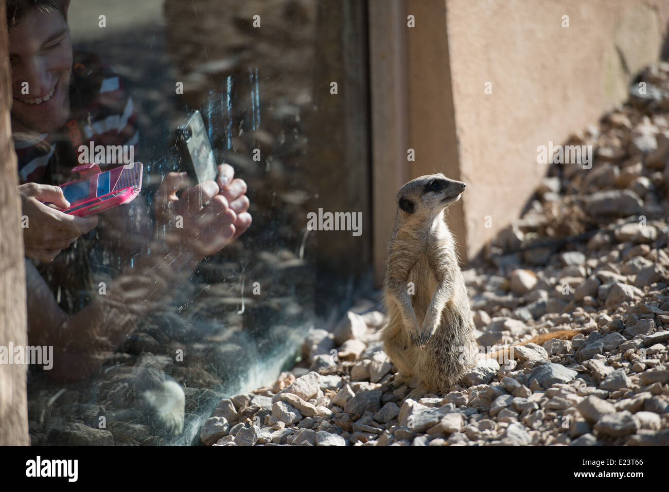 Meerkat fotografata - Lo Zoo di Londra in tarda Regent's Park, Giugno 2014 Foto Stock