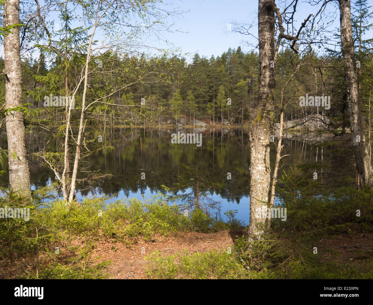 Piccolo lago nelle foreste di Oslo Norvegia in primavera, abete rosso, betulla, cespugli di mirtilli e cielo blu riflessa Foto Stock
