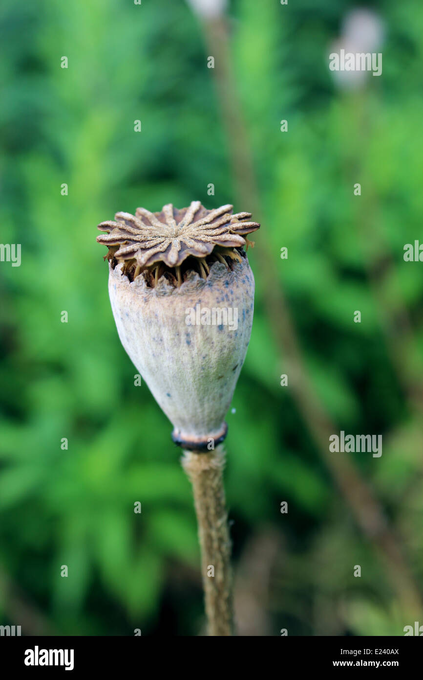 Immagine della testa verde del papavero Foto Stock