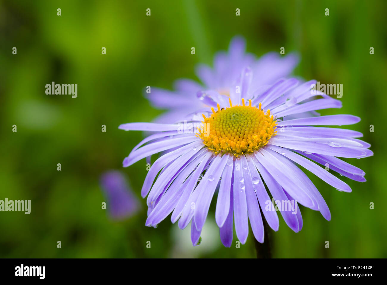 Viola daisy su uno sfondo di erba verde con gocce d'acqua Foto Stock