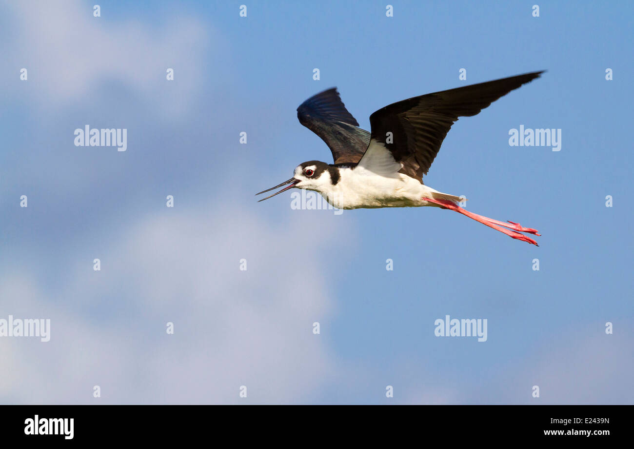 Il collo nero stilt (Himantopus mexicanus) volare, Galveston, Texas, Stati Uniti Foto Stock